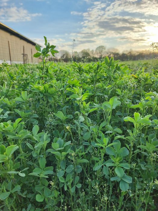 Vând lucernă pentru cosit