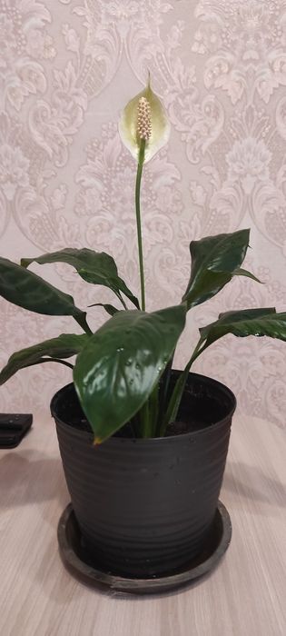 Цветок спатифиллум( женское счастье)