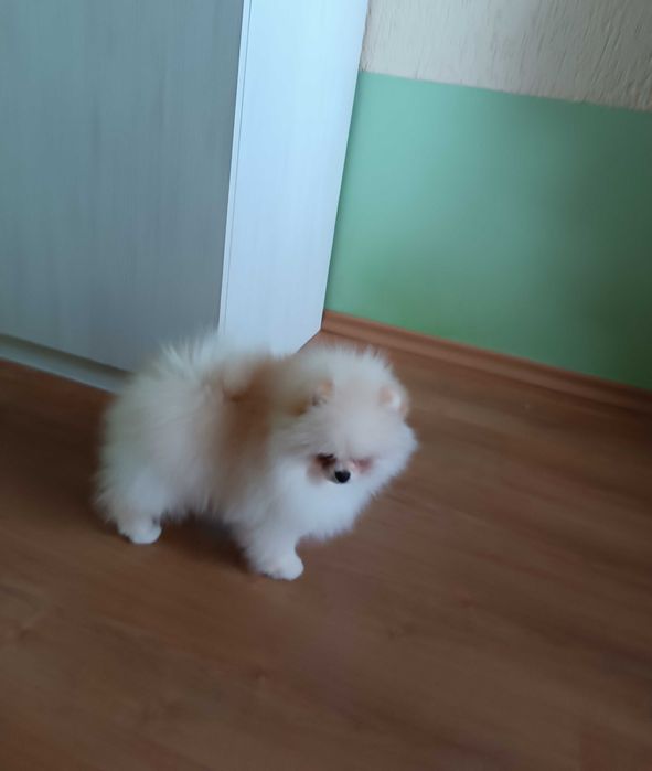 Померани Момчета с Родословие