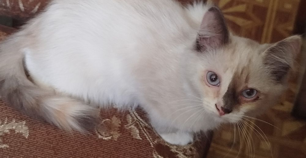 Продам котёнка Невская маскарадная.