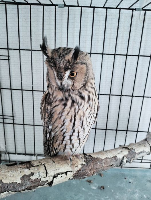 Ушастая Сова Самка продажа