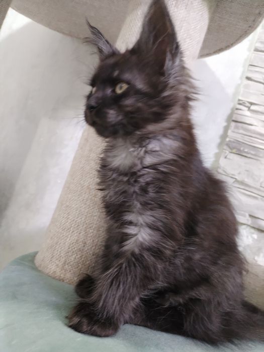 Девочка Мейн-кун с документами