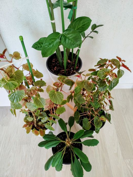 Комнатные растения.