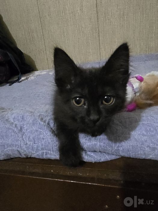 Отдам котенка в хорошие руки