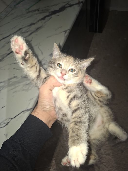 Mushuk bolalari tekinga