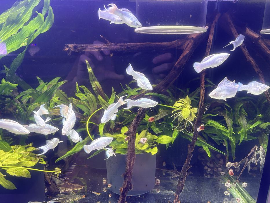 Моллинезия Велифера платина