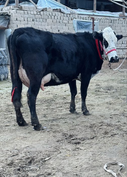 Порода Суттi сиыр