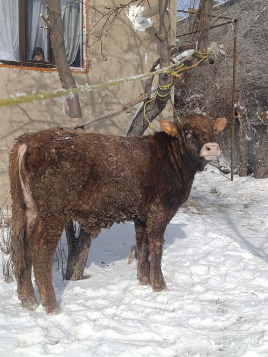 Бұқар сатылады семіз