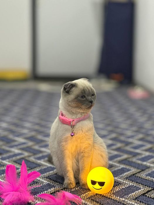 Uzining ovqat idishlari,olib yuriw uchun uyi va xojat xonasi qushib be