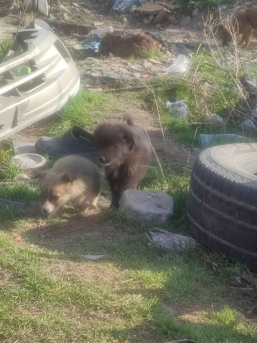 Щенки в добрые руки