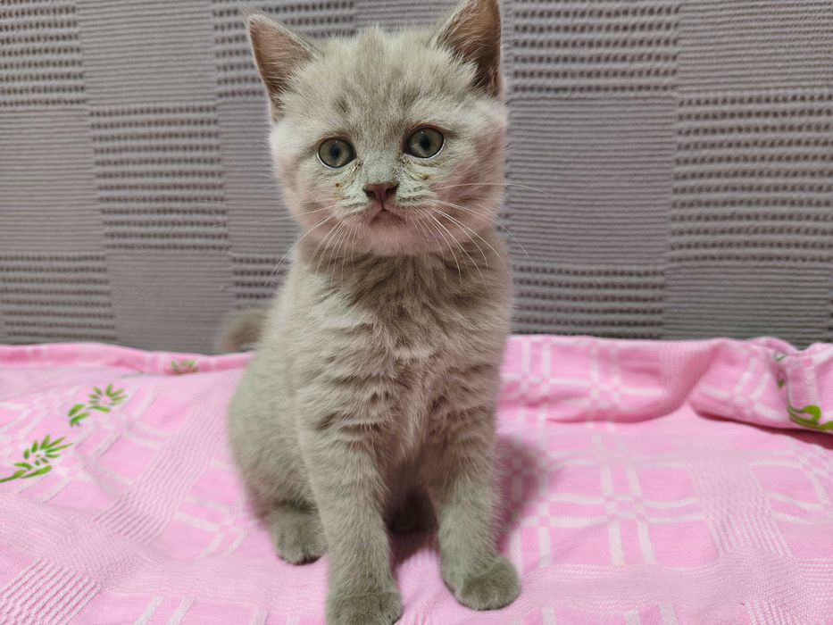 Котята Скотишь страйт, окрас лиловый.