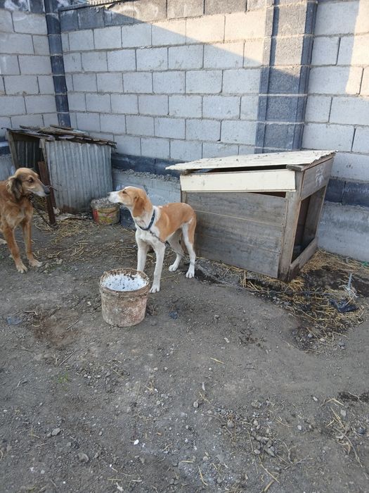 Продам щенка русской пегой гончей