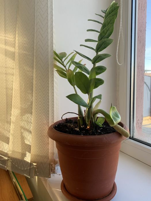 Комнатные растения разные