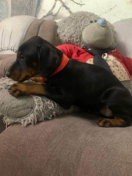 Срочно щенки добермана