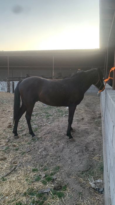 Кунан инаход жорға