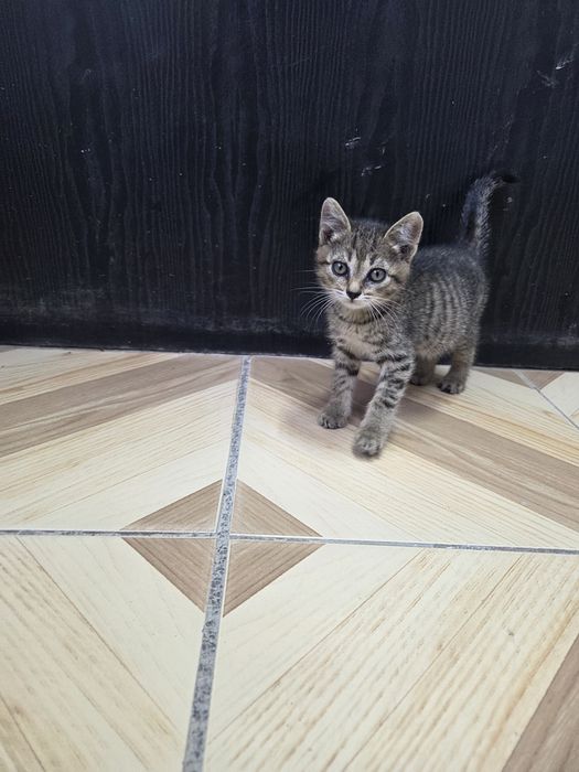 Отдам в добрые руки котёнка