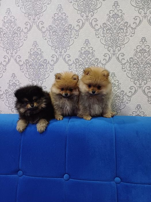 Померанские шпицы