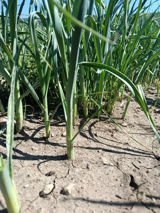 Продавам разсад за ПРАЗ и ЗЕЛЕ