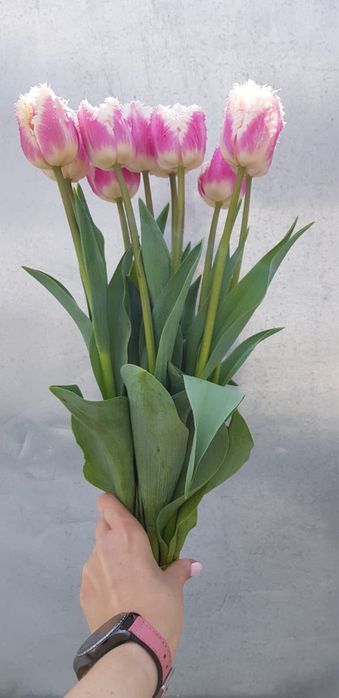 Тюльпаны свежесрезанные,размер 40-50 см