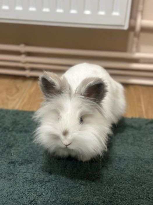 Vand Iepure pitic cap de leu