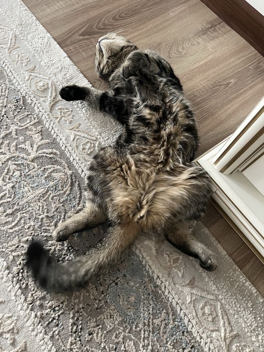 Кот, 5 лет, отдаем в самые добрые руки