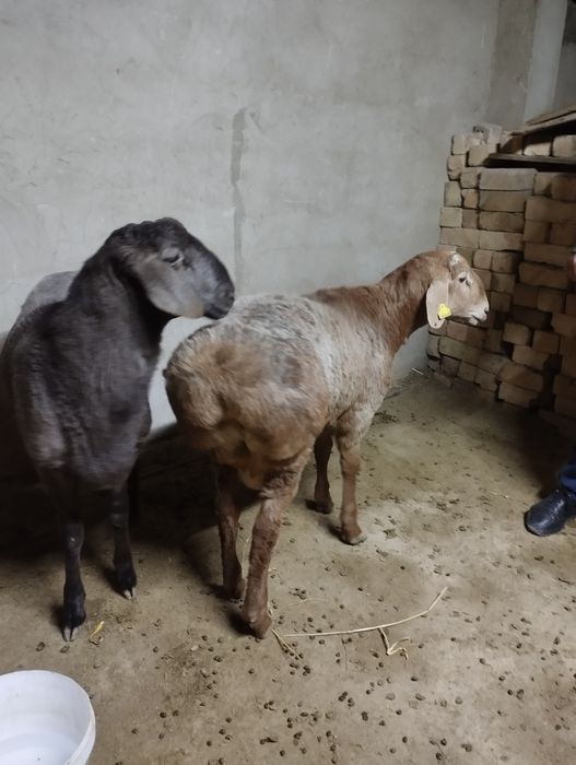 Қошқар семіз, 3 ай бидай жеген