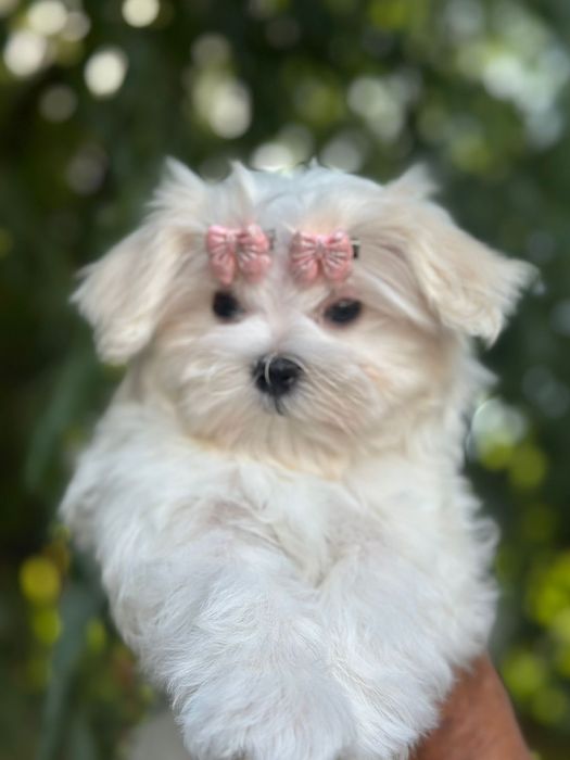 Мальтезе девочка готова к переезду