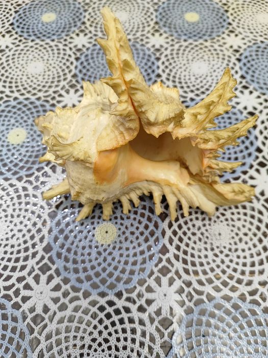 Продам Ракушки, Срочно!