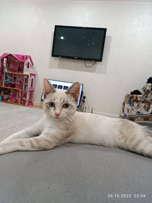 Кошку Бесплатно отдам