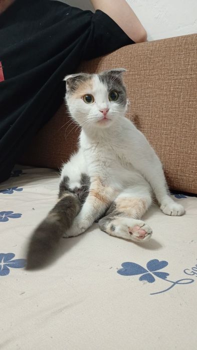 Продам кошечку, британскую вислоухую
