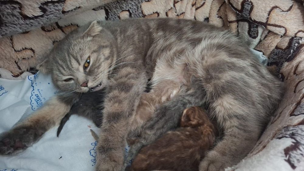 Продам маленьких котят в добрые руки !