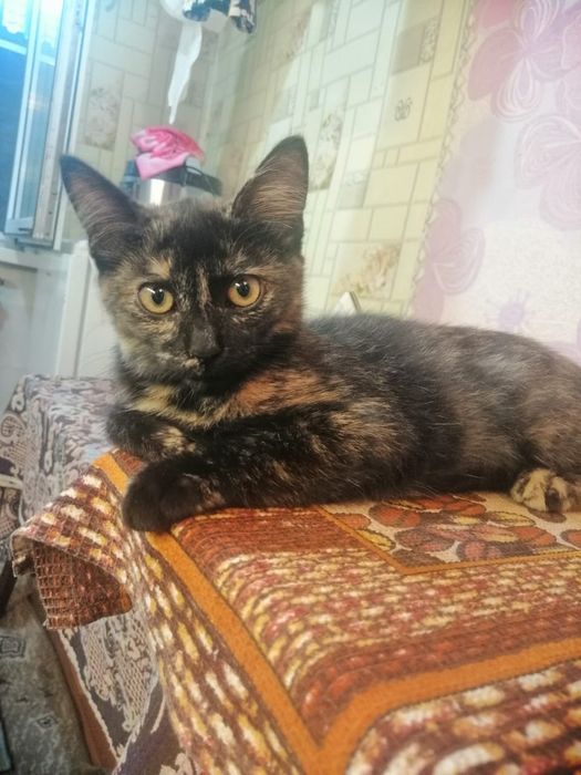 Отдам котят, в хорошие руки