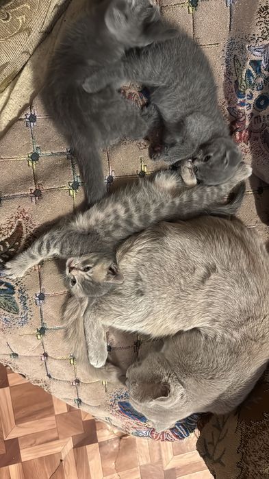 Продаются 3 котенка