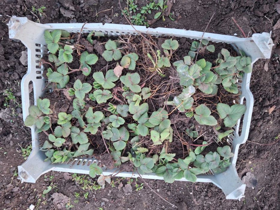 Продам рассаду клубники