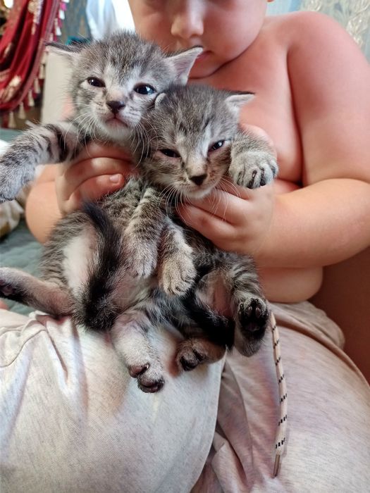 Продам британских котят