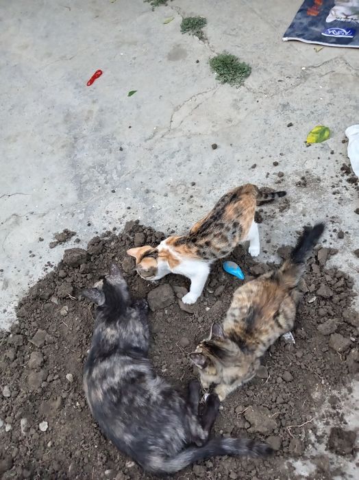 Отдам в добрые ручки кошечки