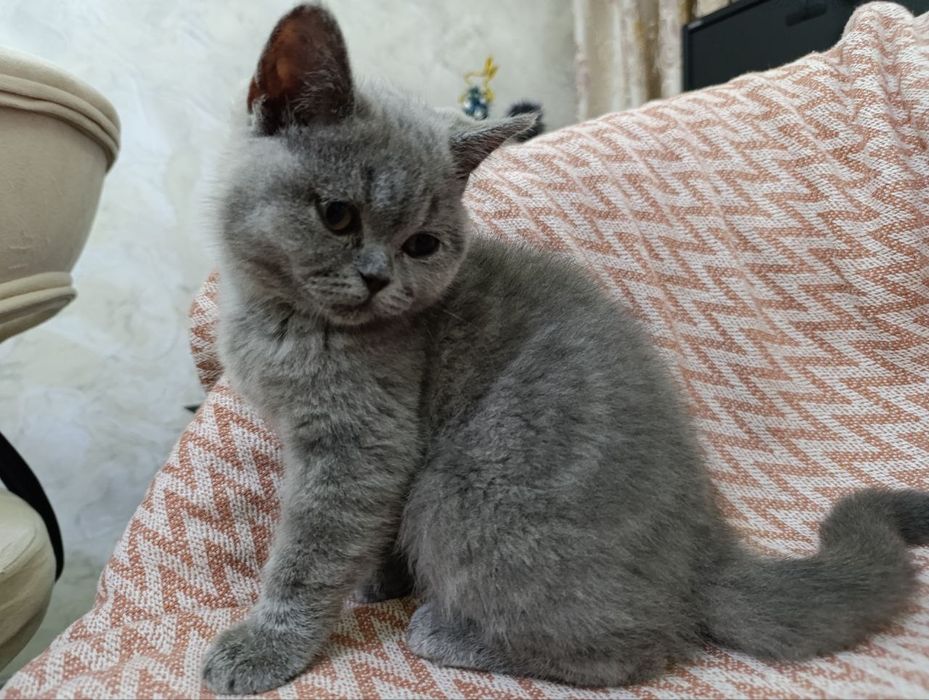 Skotishful paroda