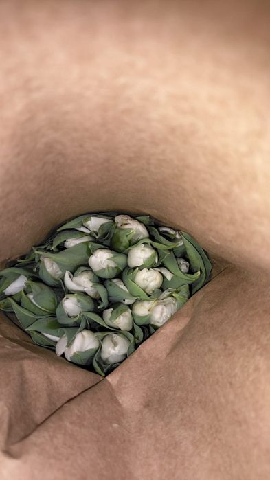 Тюлпан сатылады 22 расцветка бар