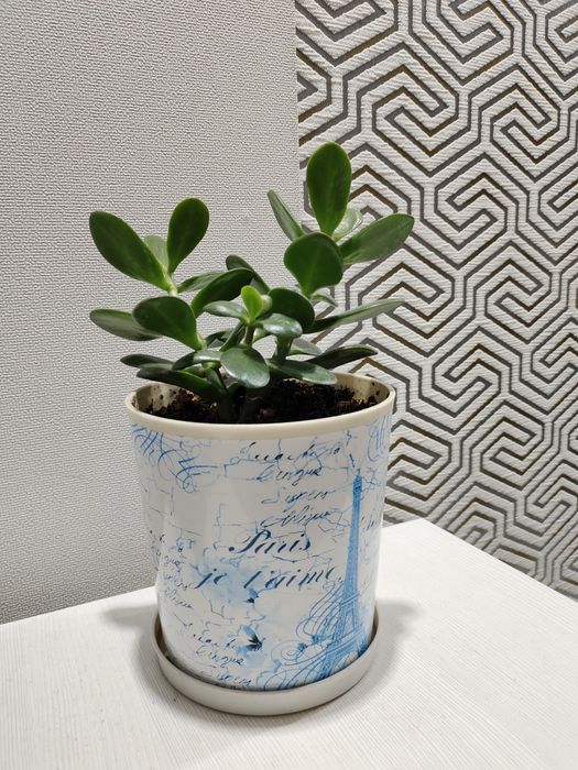 Продается денежное дерево