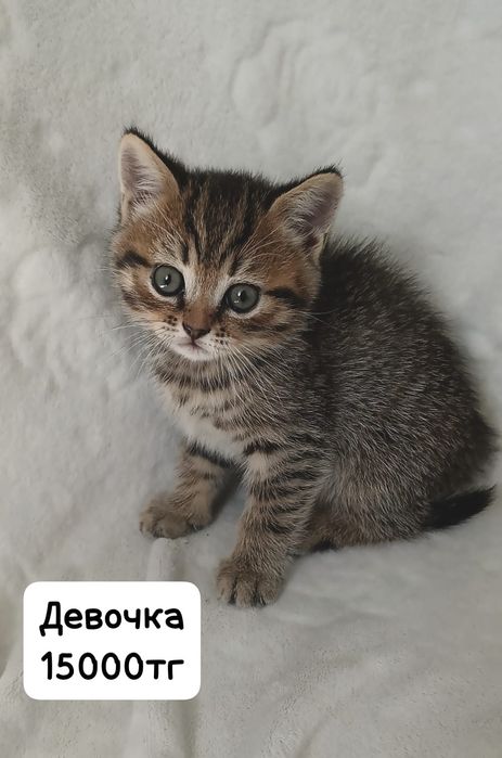 Продам шотландских котят