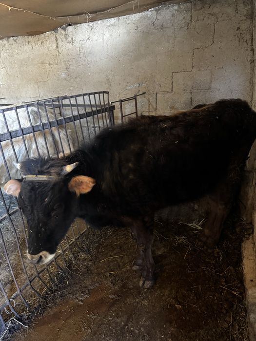 Продам телочку 2 года