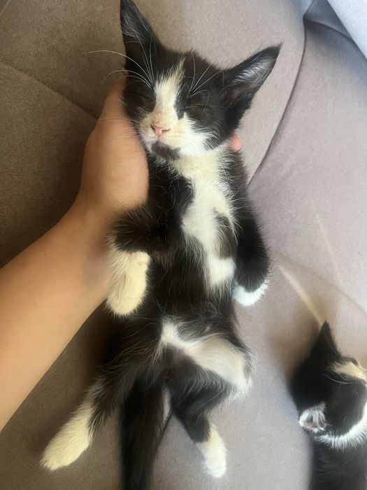 Котята отдам в добрые руки  шымкент