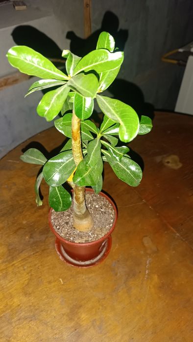 Adenium guli daraxti