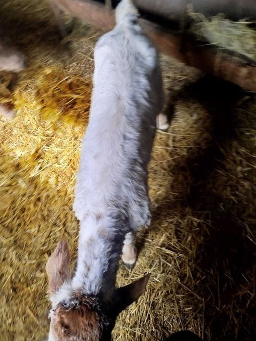 Отдам телёнка беспалтно