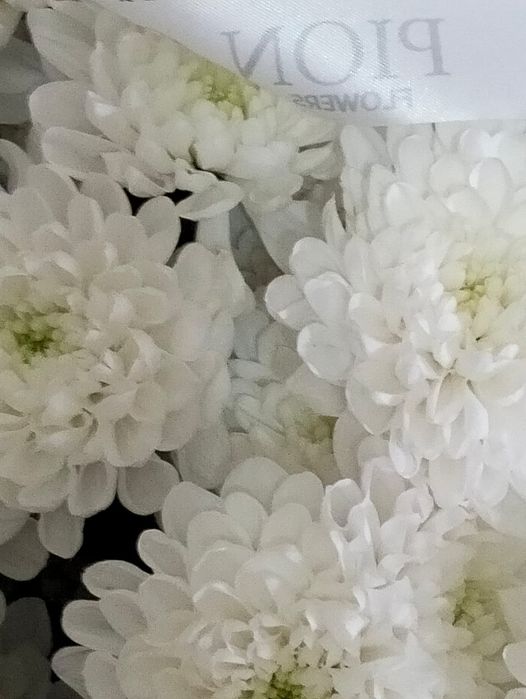 Гүлдер барлық турі