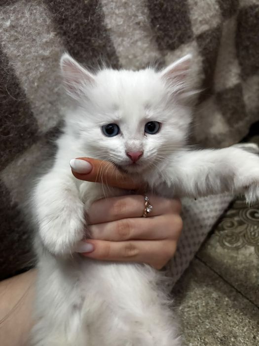 Отдам котят в добрые руки