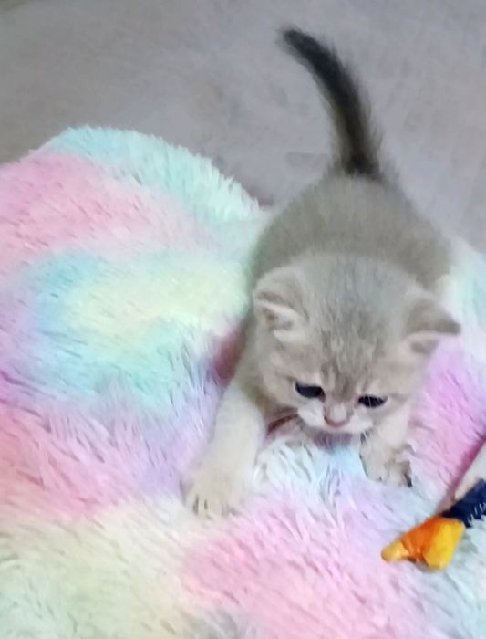 Британские котята