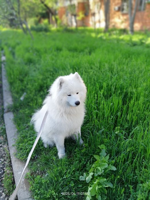 Самоед ищет невесту