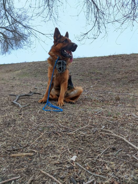 Ищем невесту Немецкой овчарки!