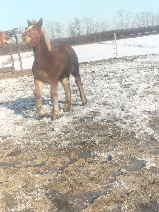 Manză Poloneză de  7 luni